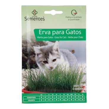 Semente Erva Gato 25gr